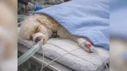 AI dog photo scam is on the rise in Fresno, vet warns