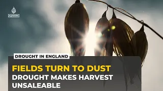 Driest July on Record: English Farmers Count the Cost