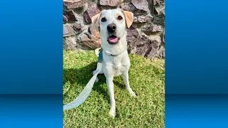 Pet for adoption: Dasani