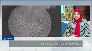محافظة الغربية تتصدر زراعة الياسمين فى مصر | هذا الصباح