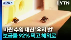 [녹색] 비싼 수입 대신 '우리 벌'...보급률 92% 찍고 해외로 / YTN