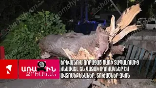 Երևանում չորացած ծառի տապալումից վնասվել են գազախողովակներ և ավտոմեքենաներ, տուժածներ չկան