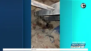 Miracle in the rubble! Puppy rescued alive after earthquakes in Venezuela