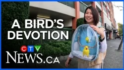 Why this woman takes her parrot everywhere in a bubble