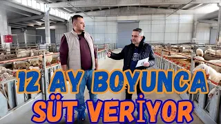 12 Ay Boyunca Süt Veriyor.