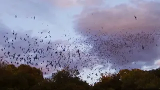 Terra Verde | Bracken Bat Cave