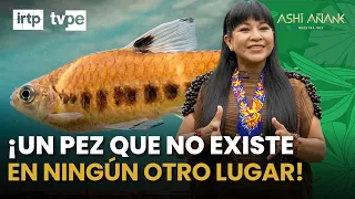 New fish species discovered that only exists in Peru 🐟🇵🇪