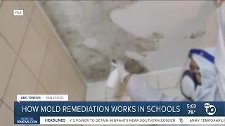 Expert breaks down how mold inspections and remediations work in large buildings