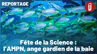 Science Festival: AMPN, Guardian Angel of the Bay