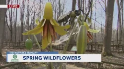 Cleveland Metroparks Monday: Spring wildflower tours