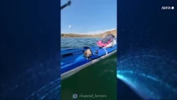 Paddleboarders rescue a gyrfalcon near Cape Vyatlina on Russky Island