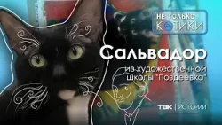 Кот Сальвадор из художественной школы / «Не только котики»