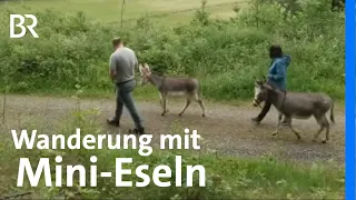 Entschleunigung auf vier Hufen: Wanderung mit Mini-Eseln | Wir in Bayern | BR