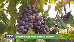 Bihardiószeg ritka kincse a bakator – Mozaik