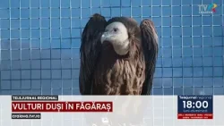 VULTURI DUȘI ÎN FĂGĂRAȘ