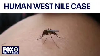 Human West Nile virus case in Racine County | FOX6 News Milwaukee