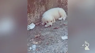 Abandoned Maremmano puppy saved by the Municipal Police