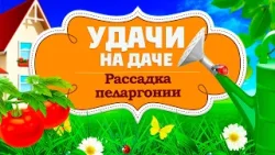 Удачи на даче. Рассадка пеларгонии. Зимняя посадка тюльпанов (22.01.2025) Удачи на даче. Рассадка пеларгонии. Зимняя посадка тюльпанов (22.01.2025)