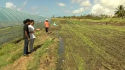 Rice cultivation project thriving