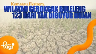 [detikPagi] - Gerokgak Area, Buleleng Hasn't Seen Rain in 123 Days