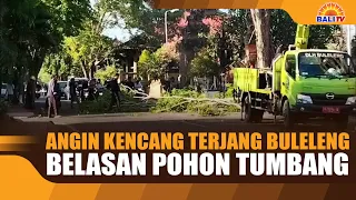 STRONG WINDS HIT BULELENG, DOZENS OF TREES TOPPLE