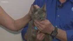 Питомец на съемочной площадке: кот Саша. Питомец на съемочной площадке: кот Саша.