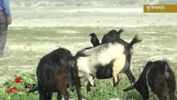 পদ্মা মেঘনা ও তিস্তার বুকে জেগে উঠা চরে কৃষি