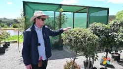 City Living: Nonke Plants