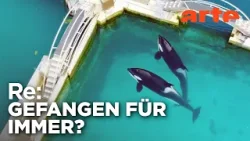 Orca-Shows am Ende? | ARTE Re: Orca-Shows am Ende? | ARTE Re: