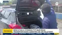 Rescatan a 3 monos tití que eran transportados en un maletero en Chiriquí