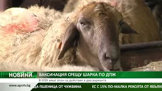 ВАКСИНАЦИЯ СРЕЩУ ШАРКА ПО ДПЖ: В МЗХ имат план за действие в два варианта