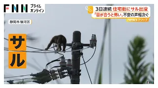 住宅街に3日連続でサル出没 「目が合うと怖い」不安の声相次ぐ 2010年には“かみつきザル”で118人被害 静岡（2026年09月02日）