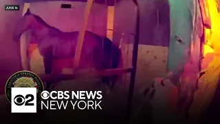 Video shows N.Y. police rescuing horses from burning barn