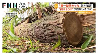 「間一髪助かった」高さ20メートルの倒木があわや直撃！　草刈り準備中の男性が両手打撲のケガ　長野・飯田市（2026年06月29日）