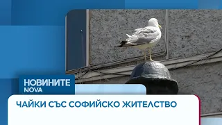 Чайки се заселиха трайно по покривите на София | 28 юни 2026