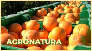 AGRONATURA | El futur del camp valencià, els incendis i la protecció del medi ambient