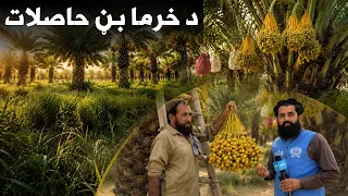 زما هېواد؛ په ننګرهار ولایت کې د خرما بڼ حاصلات