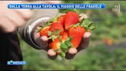 Il Mio Medico (TV2000) - Le proprietà delle fragole e come inserirle in una dieta sana
