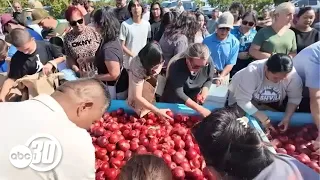 California farmer's legal dispute continues after nectarine giveaway