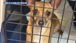 Akron shelter needs community help after 33 dogs rescued