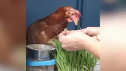 Una “dolce” raccolta fondi per aiutare la gallina Coco