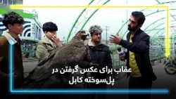 Eagle for photography at Pul-e Sokhta, Kabul?