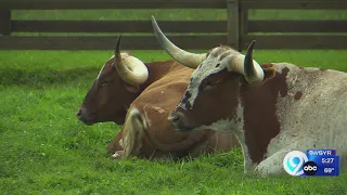 Tell Me Something Good: A Texas staple lives in upstate New York at the Albaneses’ longhorn cattle f