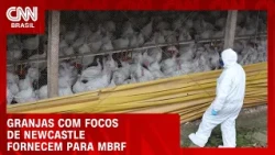 Granjas com focos de Newcastle fornecem para a MBRF; Cidasc amplia atuação | CNN AGRO NEWS