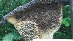 Statue of Unity के पास Miyawaki Forest  | Green India & Sustainable Tourism
