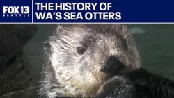 How the fur trade nearly erased Washington's sea otters | FOX 13 Seattle