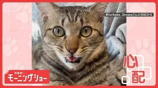 飼い主さんゴホゴホ…大丈夫かニャ　せきをするたびに鳴くネコちゃん　心配してるの？【羽鳥慎一モーニングショー】(2026年7月14日)