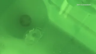 Idaho Jellyfish