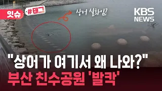 [잇슈#태그] “상어가 여기서 왜 나와?”…부산 친수공원 ‘발칵’ / KBS 2026.09.18.