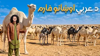 هی میدان طی میدان ـ په افغانستان کې د عربي اوښانو لوی فارم